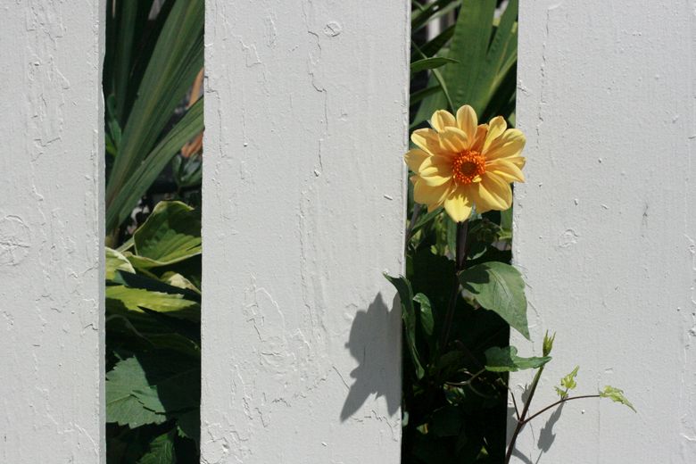 peekaboo daisy poking through the white picket fence in the patio garden
