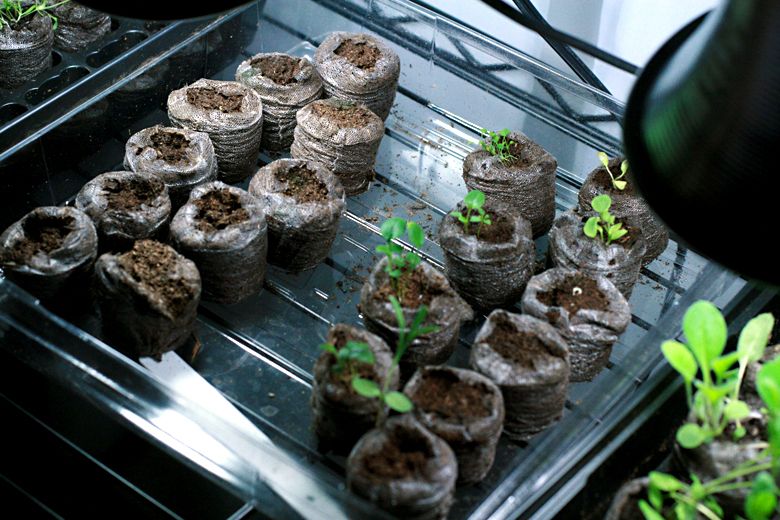 seedlings growing on utility shelves — gardening & starting seedlings