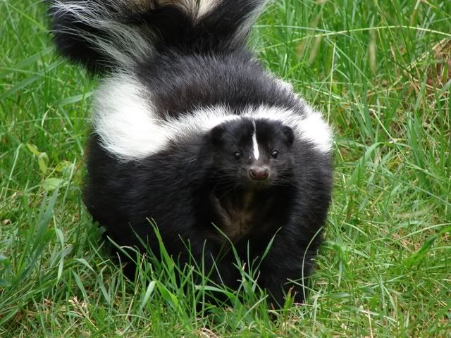 skunk in the grass