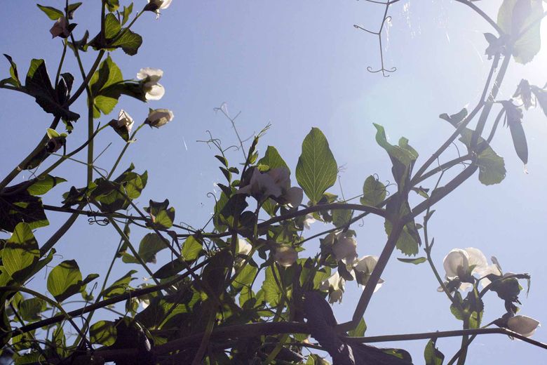 snap peas framed in sunlight out on the patio garden