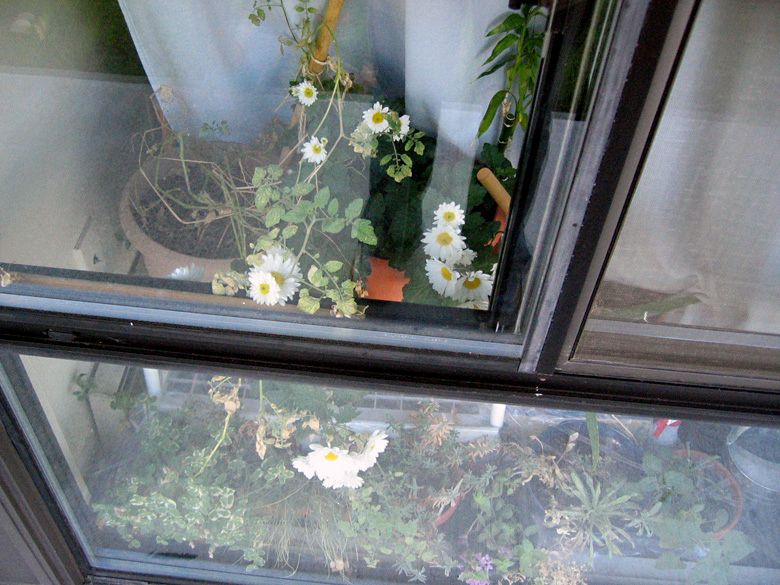 plants growing in window in indoor garden