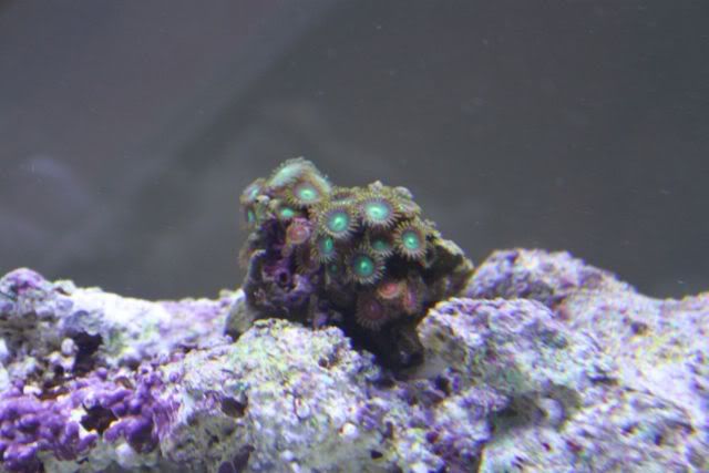 Reef103.jpg