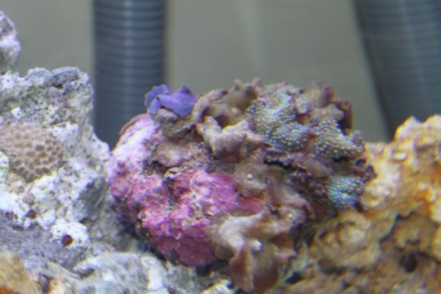 Reef129.jpg