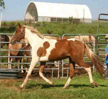 Woohoo! It is Official! - Equine