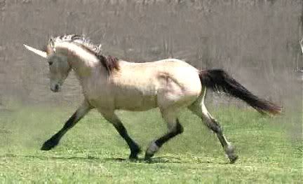 Fat pony pictures - Equine