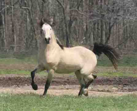 Woohoo! It is Official! - Equine