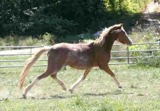 WWYD ... a not-so-hypothetical question - Equine