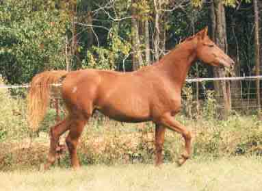 OK, I'm doing it again........ (skinny skinny) - Equine