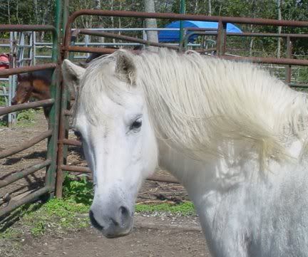 Fat pony pictures - Equine