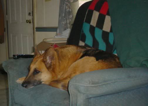 Last vet clinic visit for awhile ... I hope - Working and Companion Animals