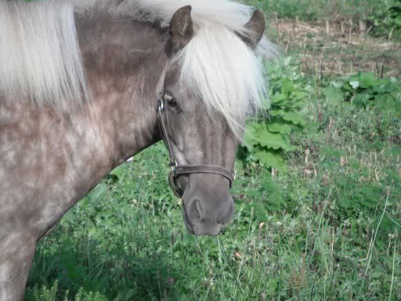 Update ... I'm in trouble again ... - Equine