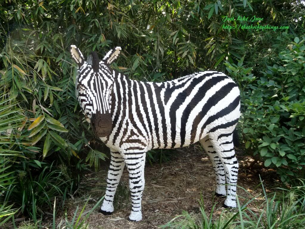  photo zebra.jpg