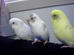 PICT0578.jpg?t=1205738374