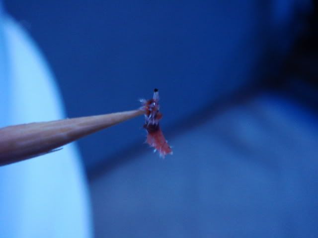 pest.jpg