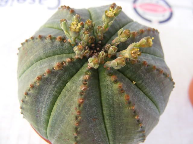 Euphorbiasymmetrica.jpg