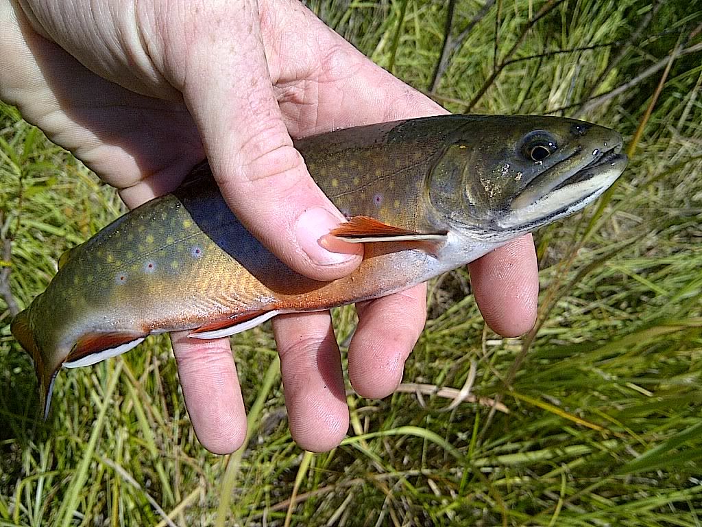 Brown Trout/Perch Hybrid!! Photo proof Alberta Outdoorsmen Forum