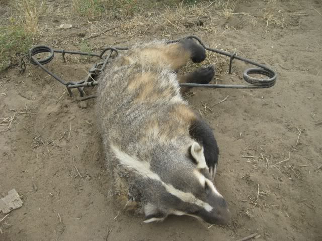 Toughbadger.jpg