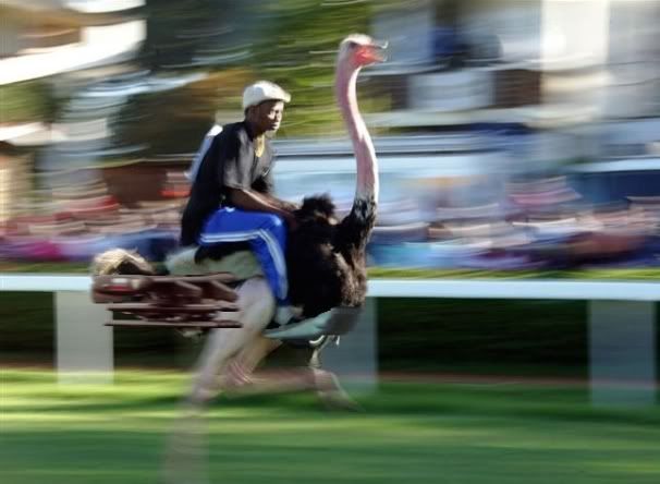 Ka-Ostrich.jpg