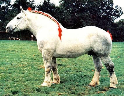 Destrier Horse