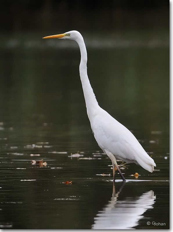 Fotografie