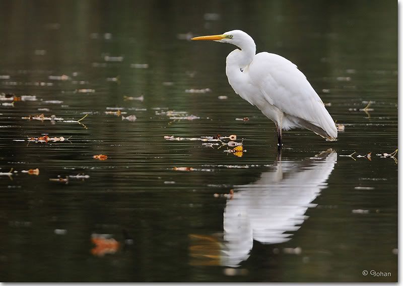 Fotografie