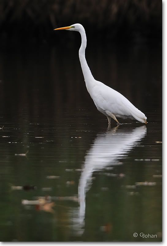 Fotografie