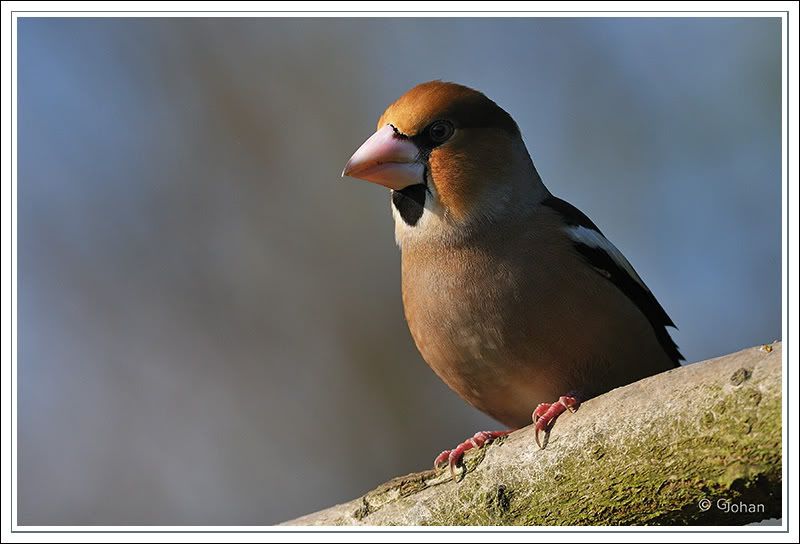 Fotografie