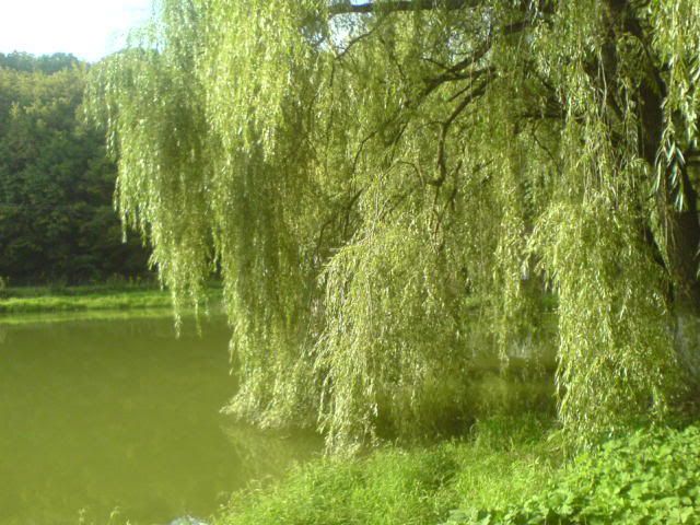 DEZNA