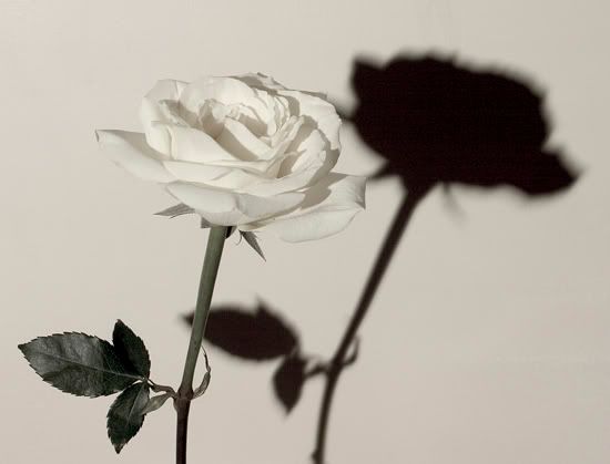 rose Pictures, Images and Photos