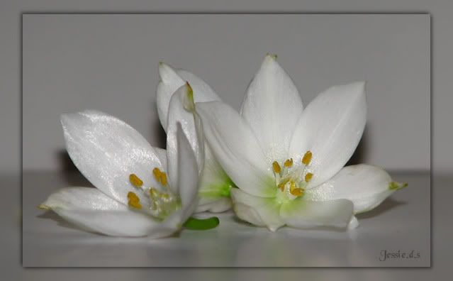 Fotografie