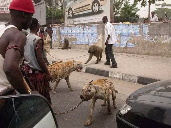 hewanpeliharaanafrikabinatangbua 1 Jadi peliharaan di Afrika, 
ditakuti di sini