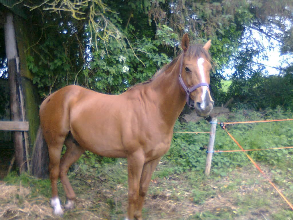 Pictures Can chestnuts have black markings?