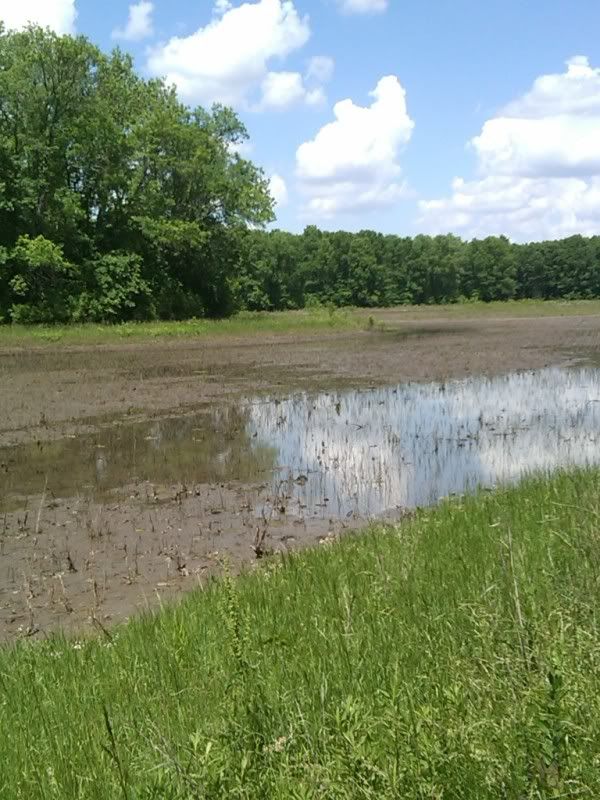 Planting Milo and Millet need suggestions Missouri Whitetails