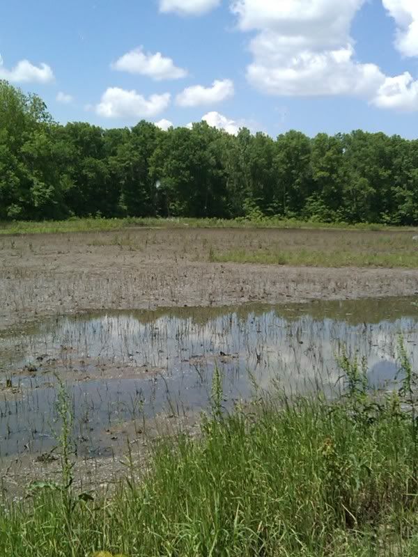 Planting Milo and Millet need suggestions Missouri Whitetails