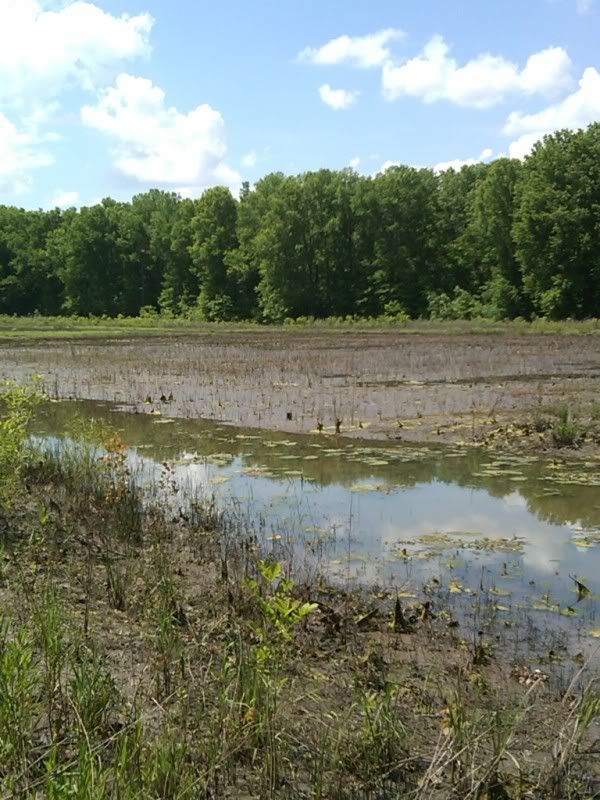 Planting Milo and Millet need suggestions Missouri Whitetails