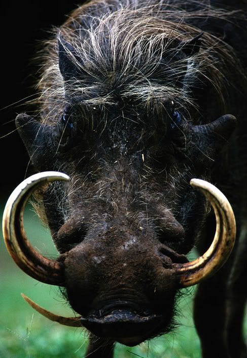 warthog-portrait.jpg