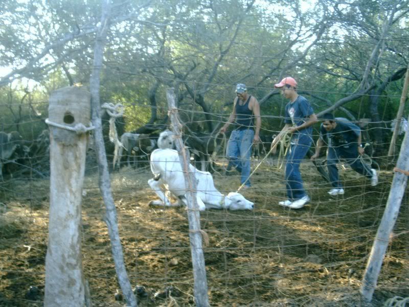 Esteban's Cattle Herd