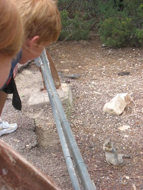 The Dreaded Rock Squirrel