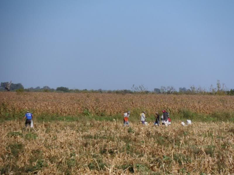 The Corn Harvest