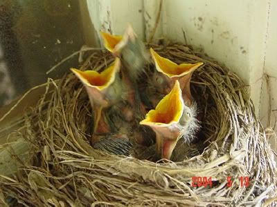 baby-birds-picture.jpg