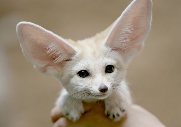 Fennec-foxes-14_zpsbd1ed283.jpg