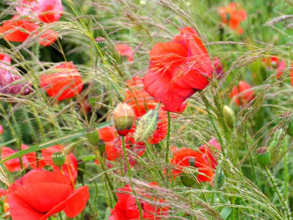 POPPIES