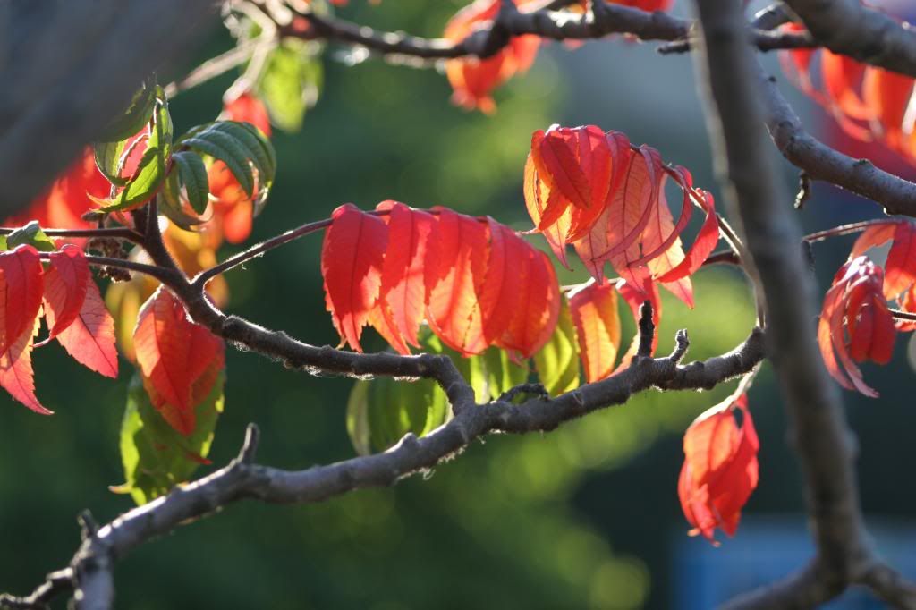 AUTUMN LEAVES