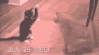 cats-3.gif