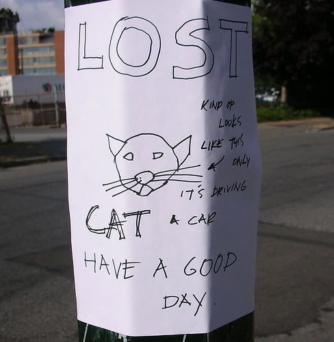 lostcat.jpg