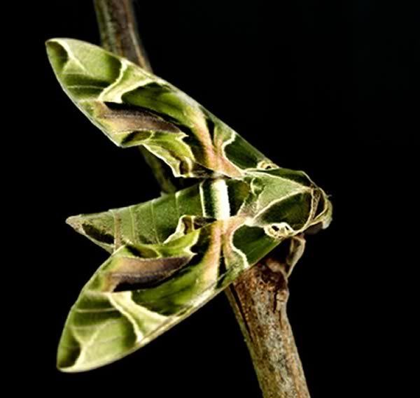 kamuflaj003sphingidae207dr.jpg