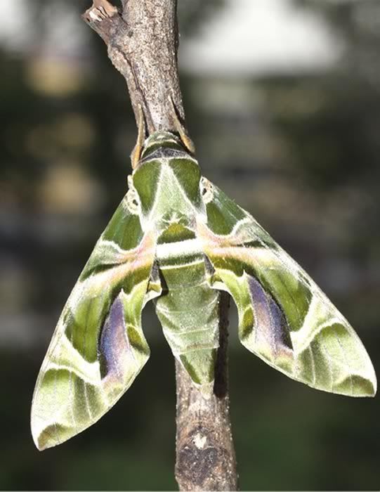 kamuflaj004sphingidae206cv.jpg