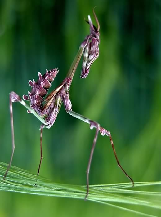kamuflaj006mantis010fp.jpg