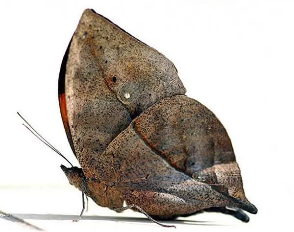 kamuflaj008kelebek0fn.jpg