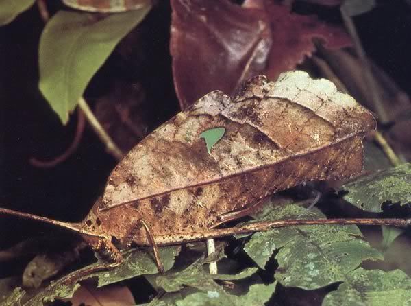 kamuflaj019katydid27bo.jpg